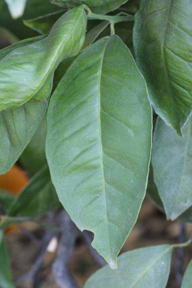              Unifoliolate leaf (Riverside, CA)       